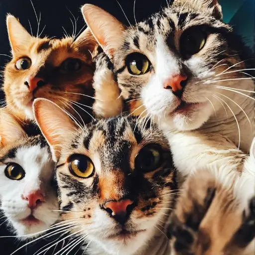 Generador de Videos IA para Creadores de Contenido